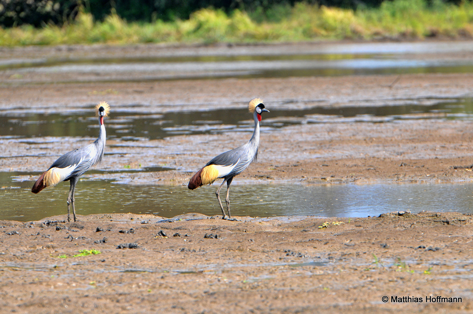 Kronenkranich | Black crowned crane | Lake Kariba | Zimbabwe
