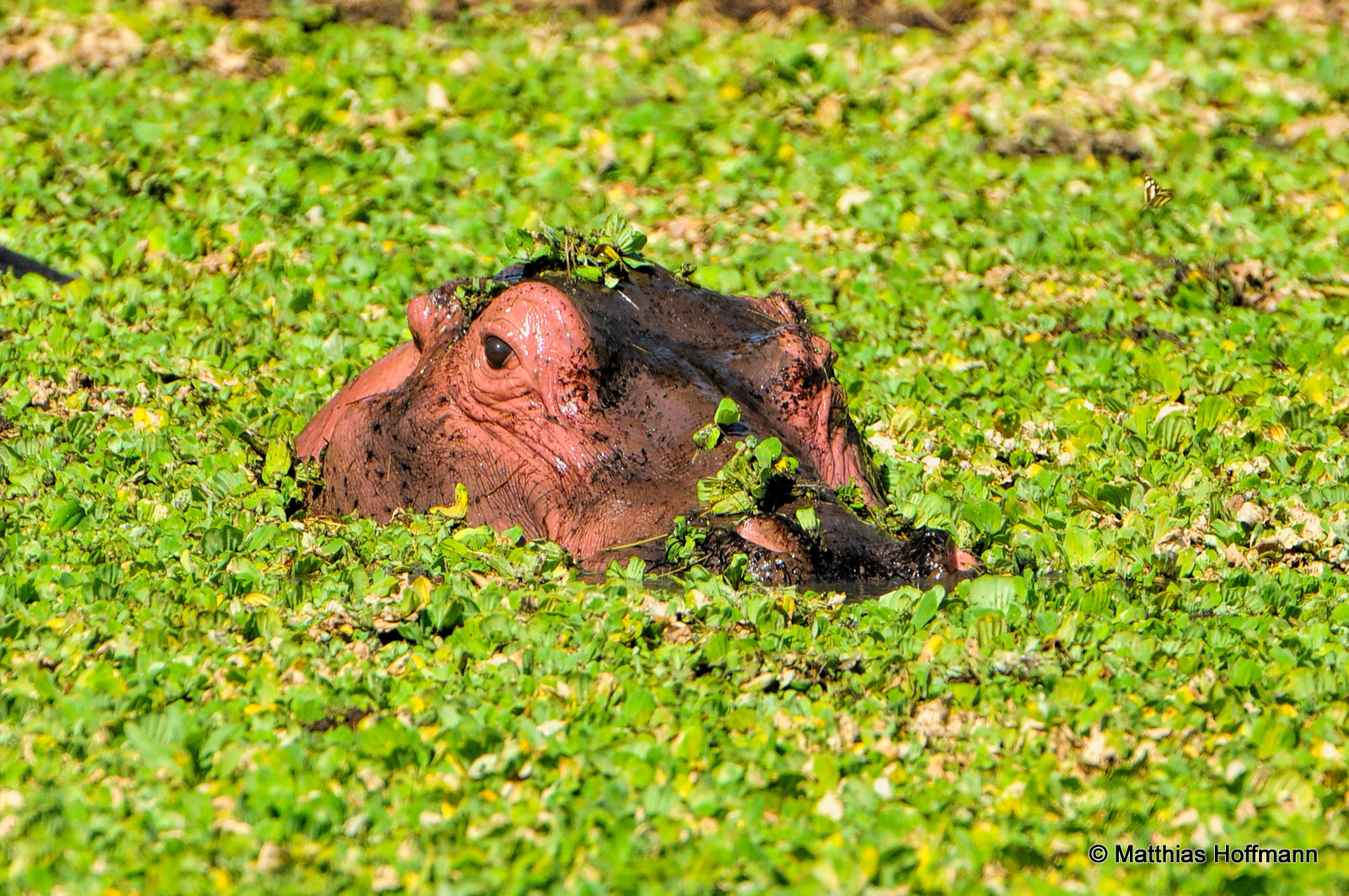 Flusspferd | Hippopotamus | Mana Pools National Park | Zimbabwe